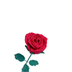 Suzie's Sunshine Dolls red crochet rose with green leaves, a timeless symbol of love and beauty.